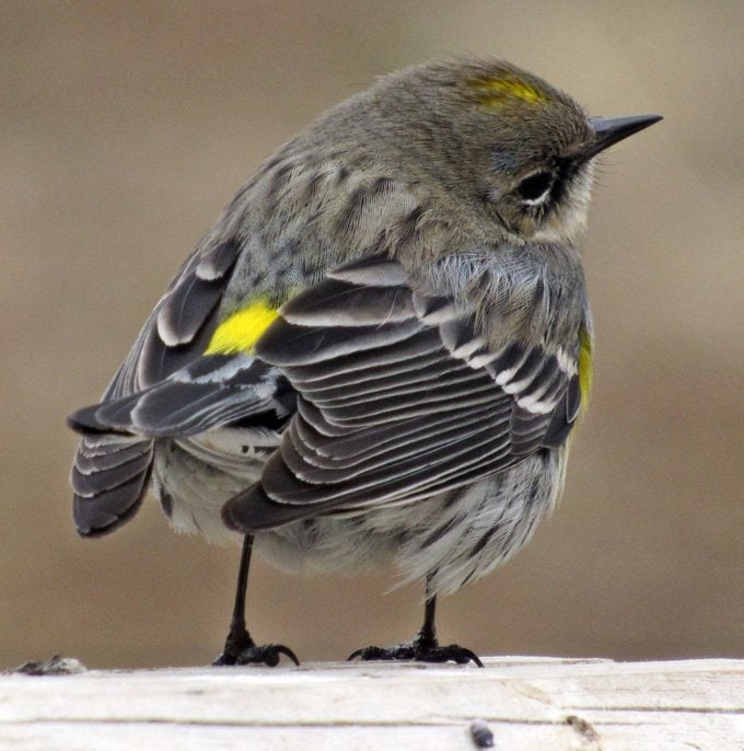 Las aves más comunes que se encuentran en América del Norte