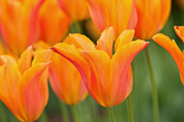 Jardinería de flores | Los 10 favoritos de los tulipanes
