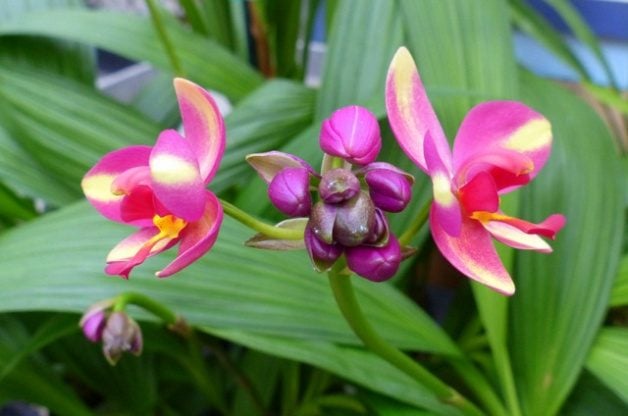 Jardines de orquídeas de Akatsuka en Hawái