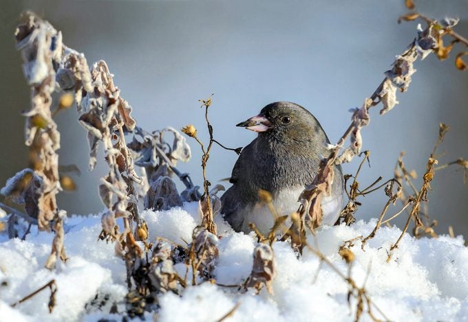 Cambie sus hábitos de alimentación de aves para ver nuevas especies