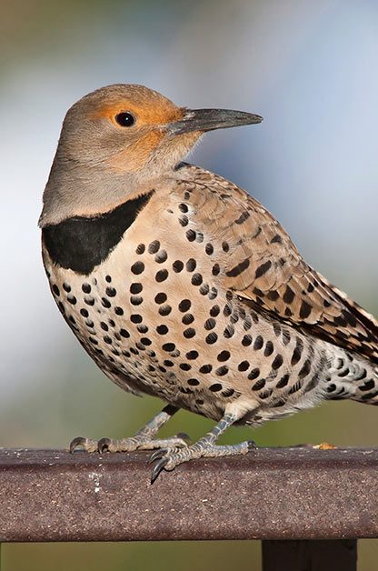 La guía definitiva para la fotografía de aves en el patio trasero