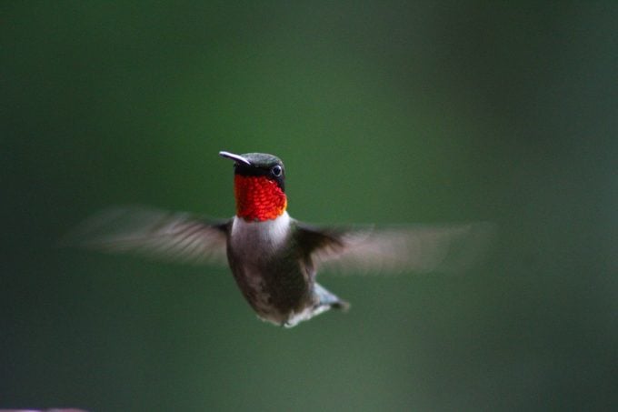 La migración de colibríes toma un viaje increíble