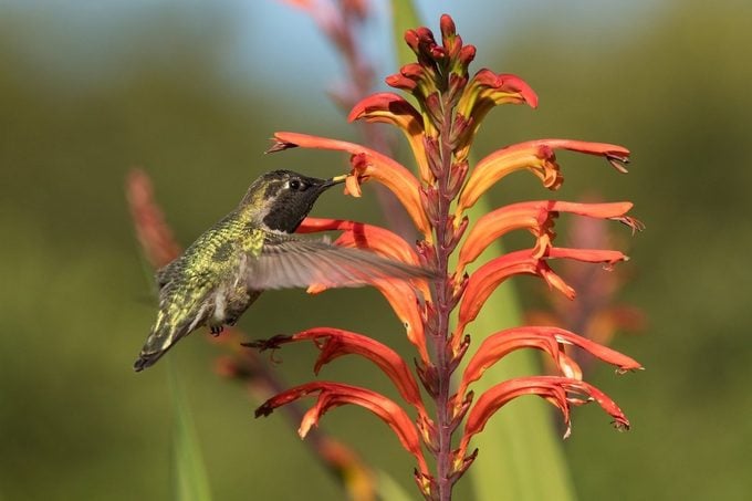 La única receta casera de néctar de colibrí que necesitas