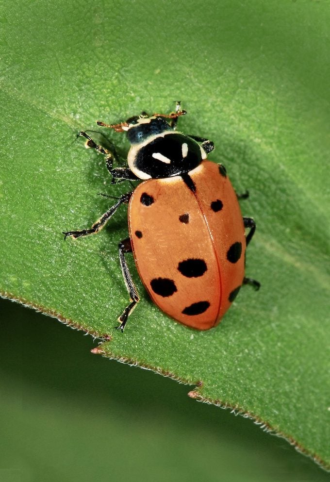 Ladybug vs escarabajo asiático: ¿cuál es la diferencia?