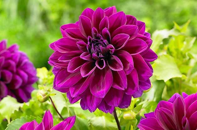 Las 10 flores más grandes para tu jardín de flores