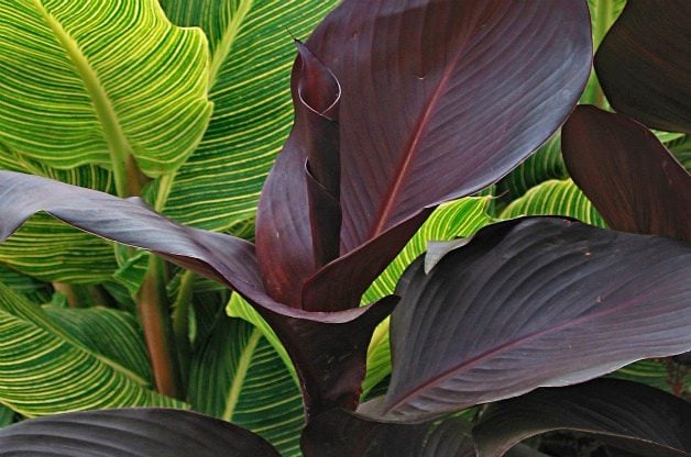 Las 10 mejores plantas anuales y perennes negras