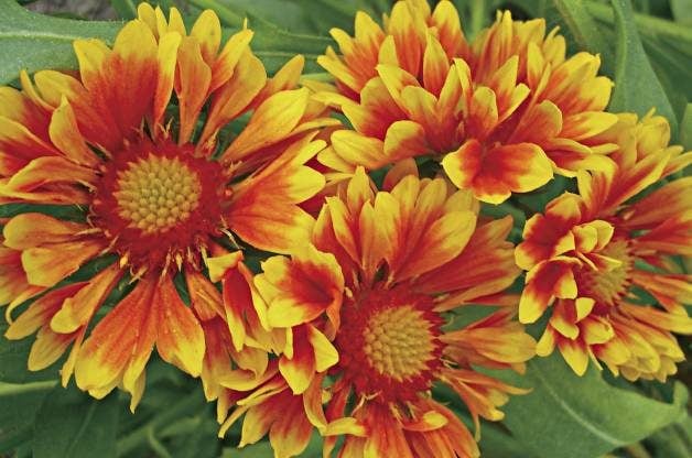 Las 10 mejores plantas tolerantes al calor | Jardinería de flores