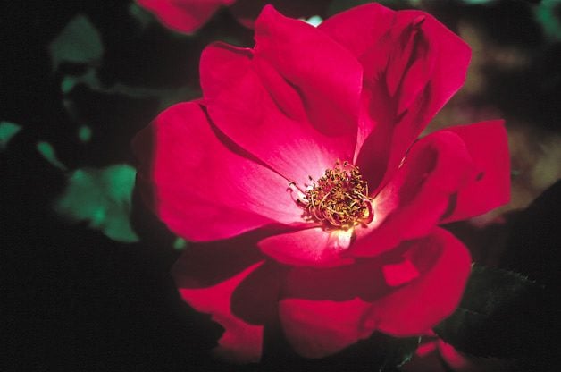 Las 10 mejores rosas para que los jardineros crezcan