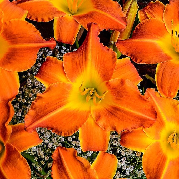 Las 16 mejores flores fáciles que cualquiera puede cultivar