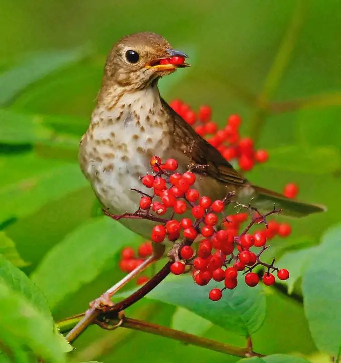 Las aves más comunes que se encuentran en América del Norte