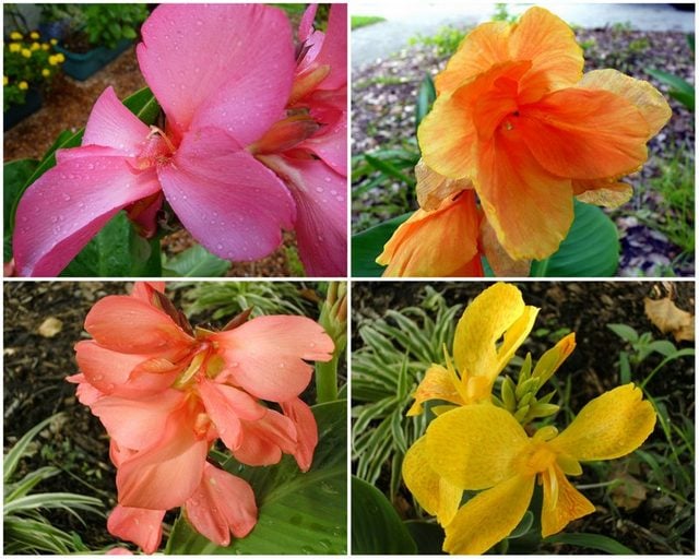 Las coloridas flores de Cannas agregan belleza a cualquier jardín