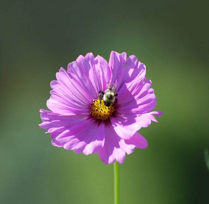 Las flores del cosmos son amadas por las abejas y las mariposas