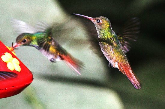 Las guerras de comederos de colibríes pueden ser domesticadas Descubra cómo