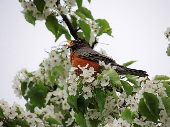 ¿Por qué los pájaros cantan en primavera?