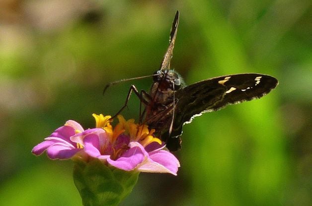 Atraer mariposas: patrón de cola larga | pájaros y flores