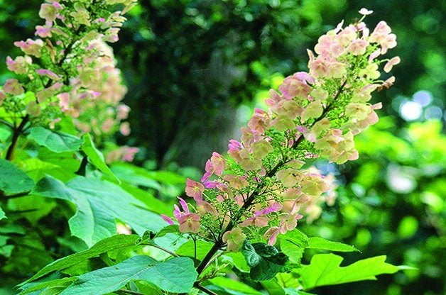 Los 10 mejores arbustos para jardines de sombra