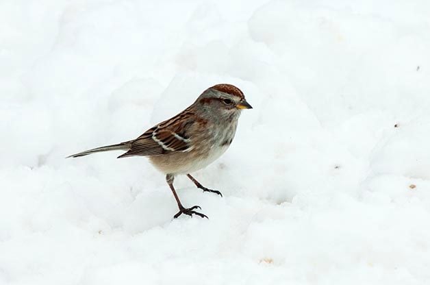 Los 12 mejores consejos para alimentar a las aves en invierno