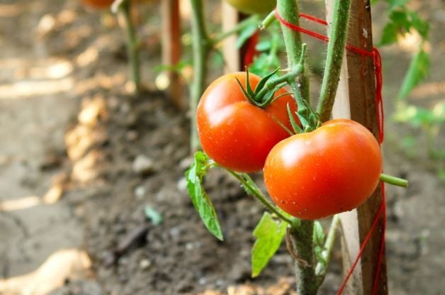 Los 14 mejores consejos para el cultivo de tomates para la mejor cosecha
