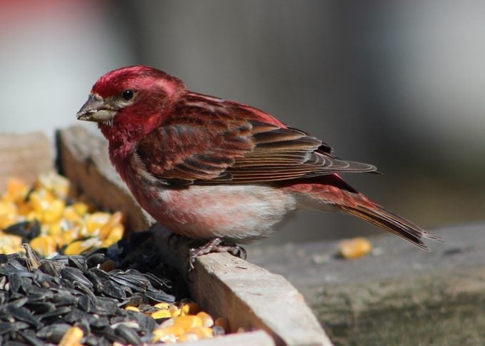Los 3 tipos de semillas y comederos que más les gustan a los pájaros