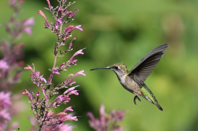 Los colibríes acudirán en masa a una planta de menta colibrí