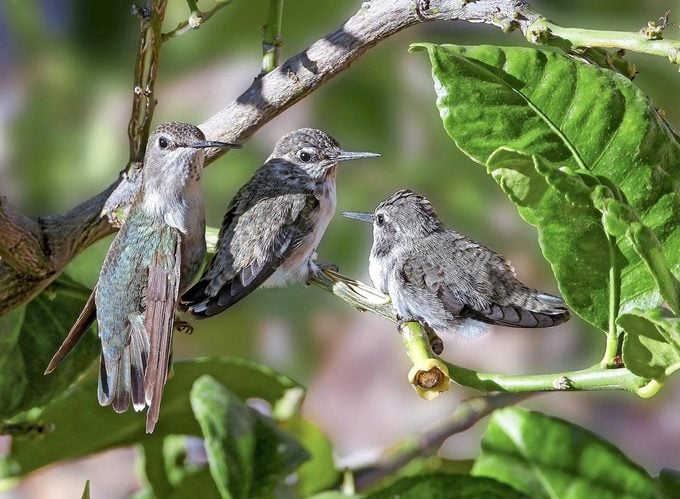Los colibríes de Costa me ayudaron a sobrevivir la pandemia