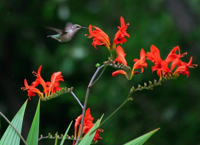 Los colibríes no pueden resistir las flores de crocosmia ardientes