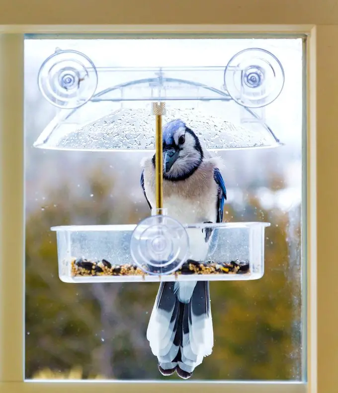 Los comederos para pájaros de ventana le brindan vistas más cercanas de los pájaros