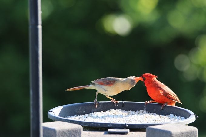 Los mejores consejos de observación de aves en el patio trasero para espacios pequeños