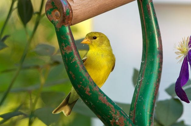 Los mejores consejos de observación de aves en el patio trasero para espacios pequeños