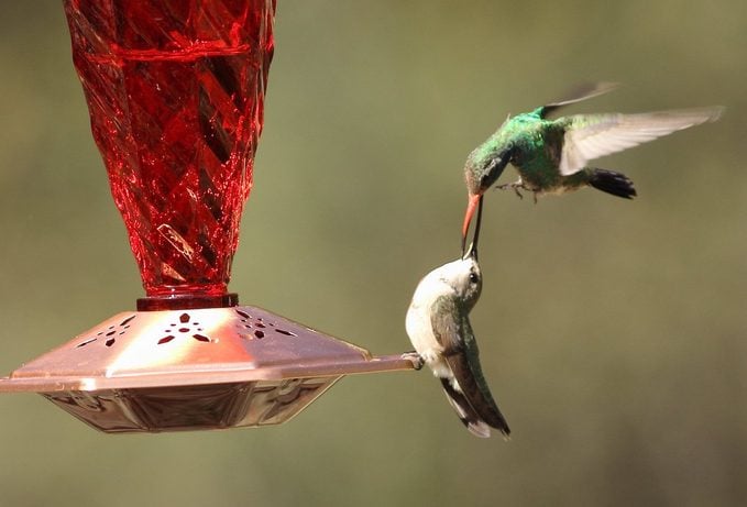 Los mejores sitios para ver colibríes de Arizona