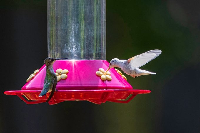 Los raros colibríes blancos deslumbran a los observadores de aves