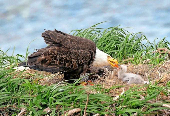 Los tipos de águilas en América del Norte