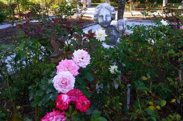 Jardín de rosas de Mable Ringling | Jardinería de flores