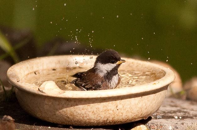 Cómo atraer pájaros a un patio trasero pequeño