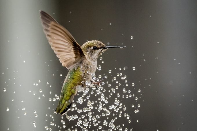 Más formas de atraer colibríes
