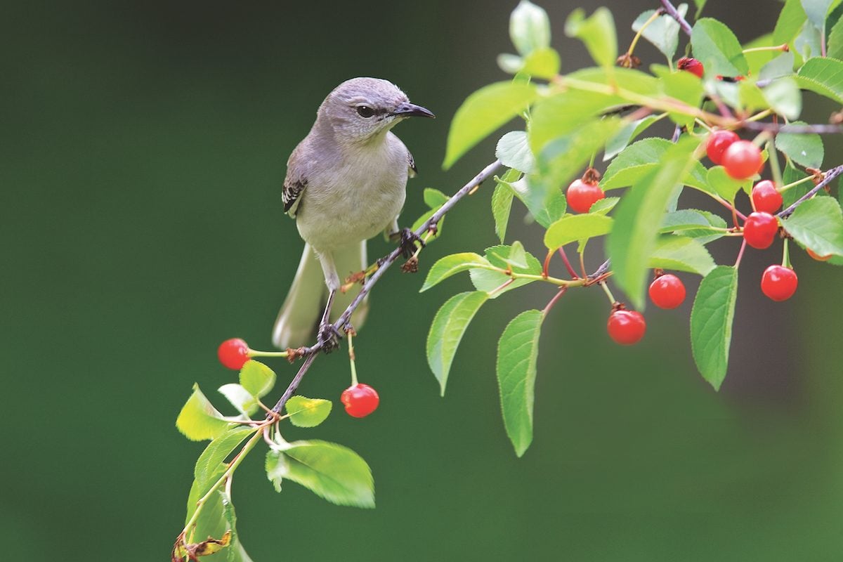 Los sentidos de las aves: ¿Pueden las aves oler o saborear?