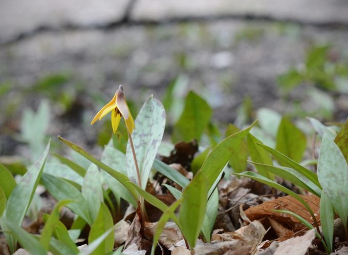 Native Trout Lily agrega color primaveral temprano a la sombra