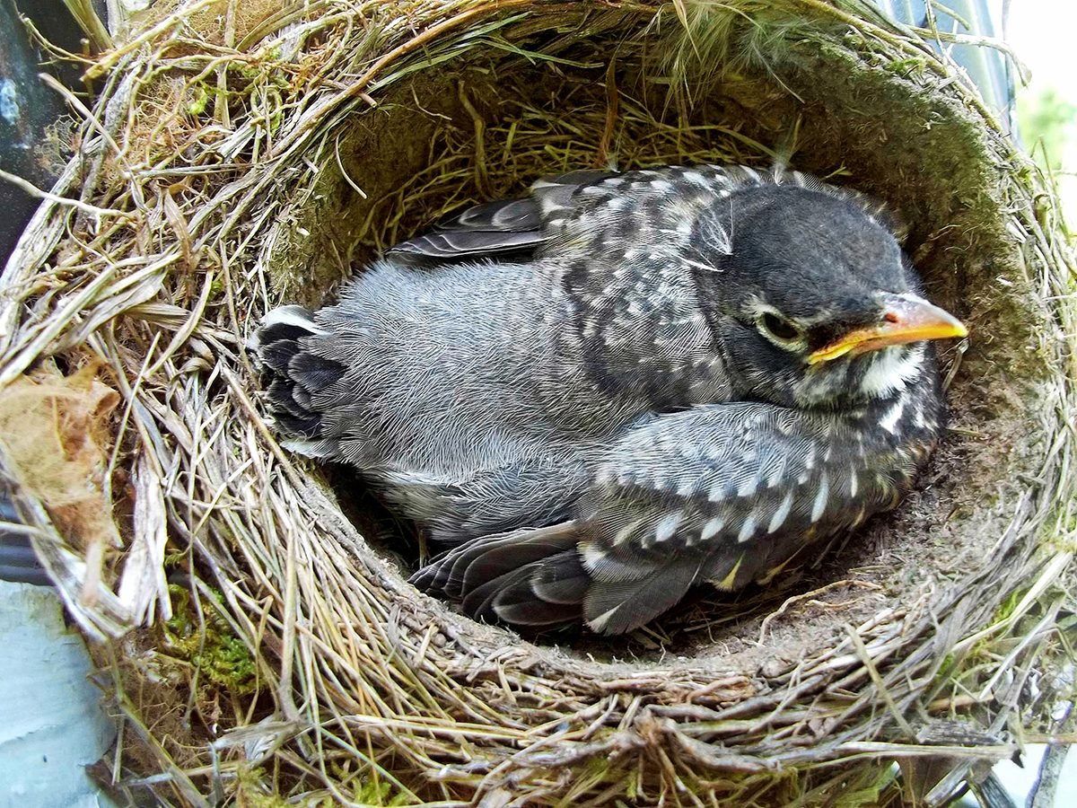 Qué hacer si encuentra un nido de pájaro con huevos o un pájaro bebé
