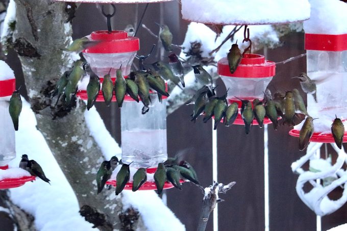 No creerás cuántos colibríes visitaron este patio trasero