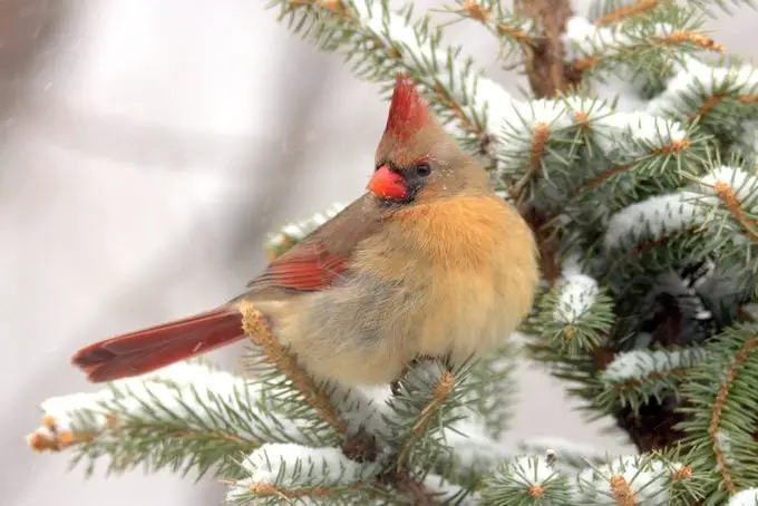 Raro cardenal mitad macho, mitad hembra visto en Pensilvania