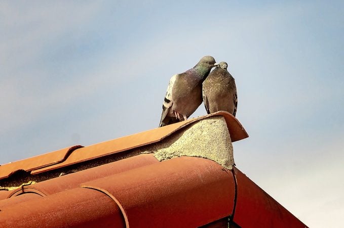 Observación de aves en la ciudad: cómo ser un observador de aves urbanas