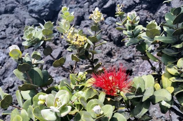 Ohia Lehua, una planta legendaria de Hawái