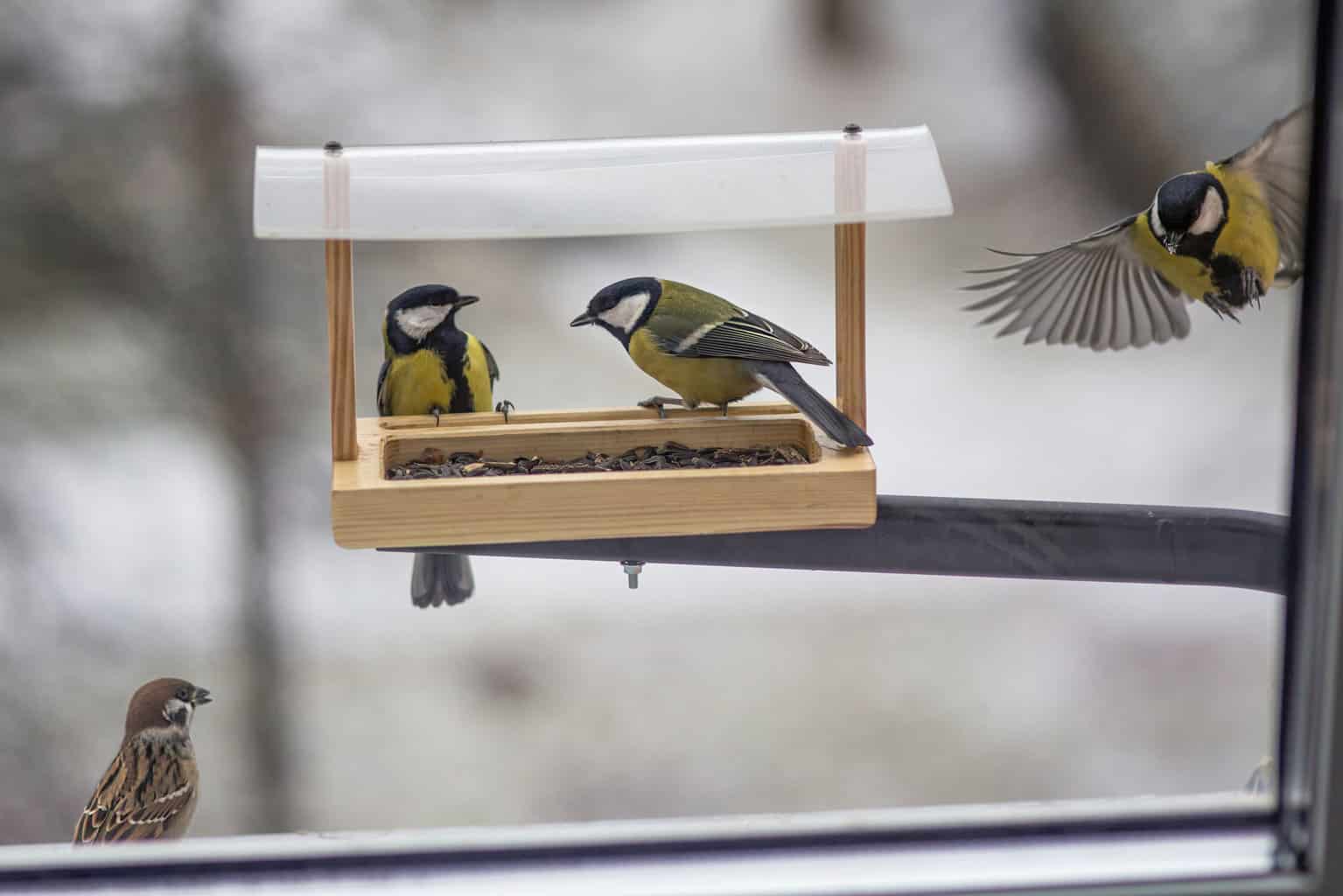 Opciones de comedero para pájaros de ventana de bricolaje: una guía paso a paso