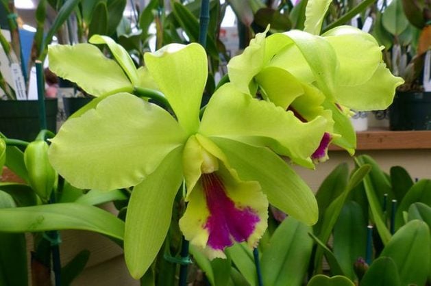 Orquídeas en crecimiento: Cattleya | Jardinería en contenedores
