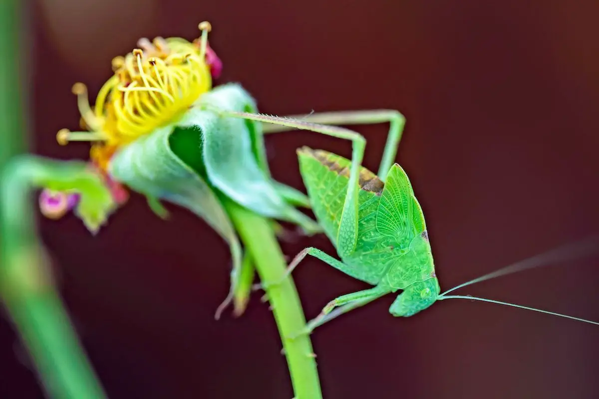 Katydid y Cricket: música nocturna en el jardín