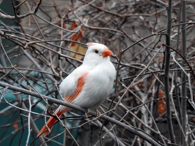 Pájaro leucístico vs pájaro albino: aprende la diferencia