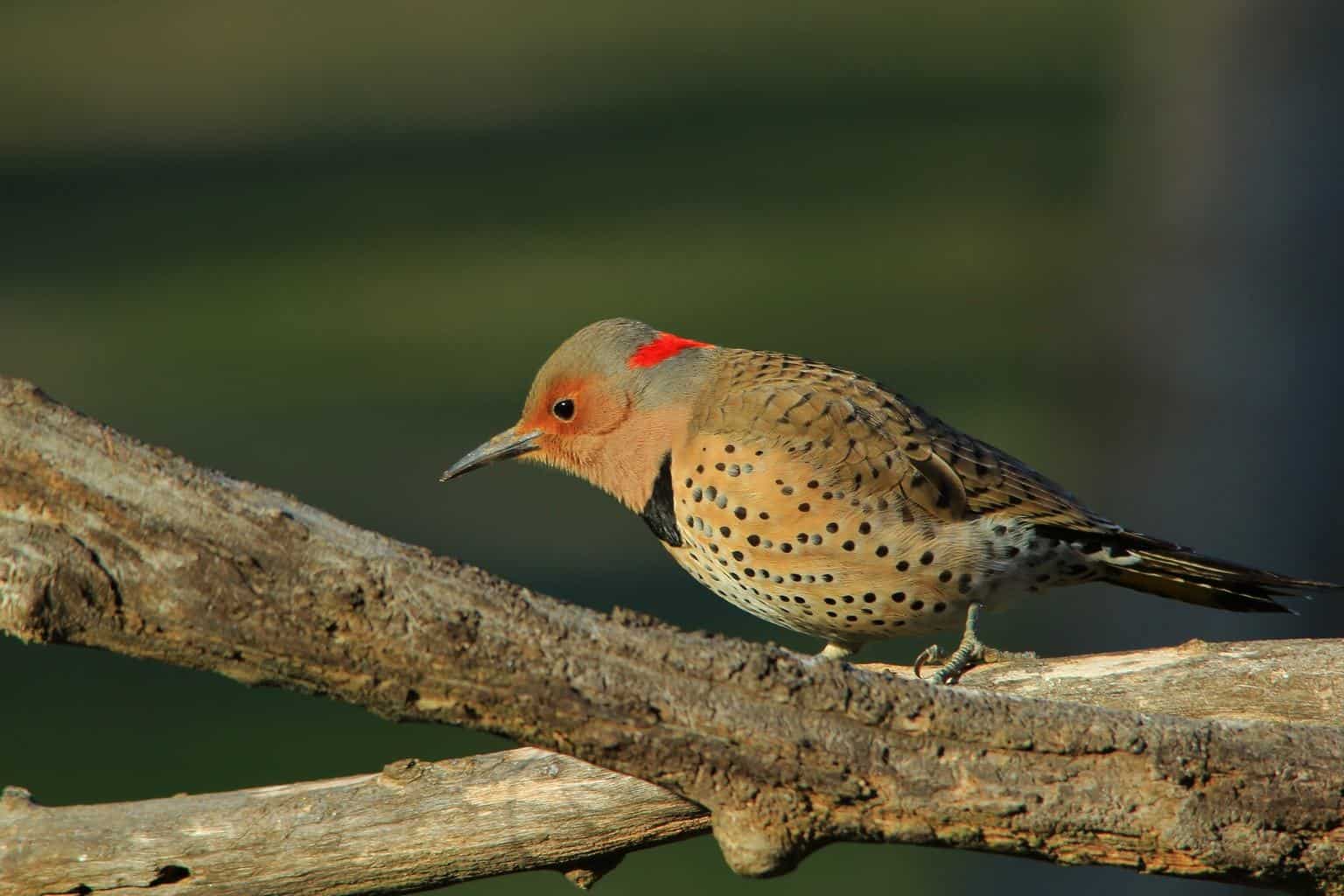 Pájaros carpinteros en Carolina del Sur: 8 especies imperdibles