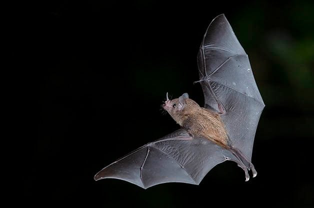 Los 5 principales beneficios de los murciélagos | Murciélagos