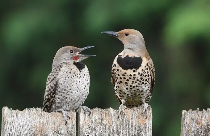 Parpadeo del norte: pájaros carpinteros únicos y hermosos