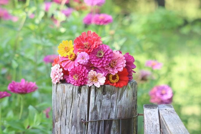 Planta flores de zinnia para un arcoíris de color